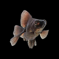 Goldfish Blackmoor (Carassius Auratus)