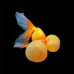 Goldfish Bubble Eye (Carassius Auratus)