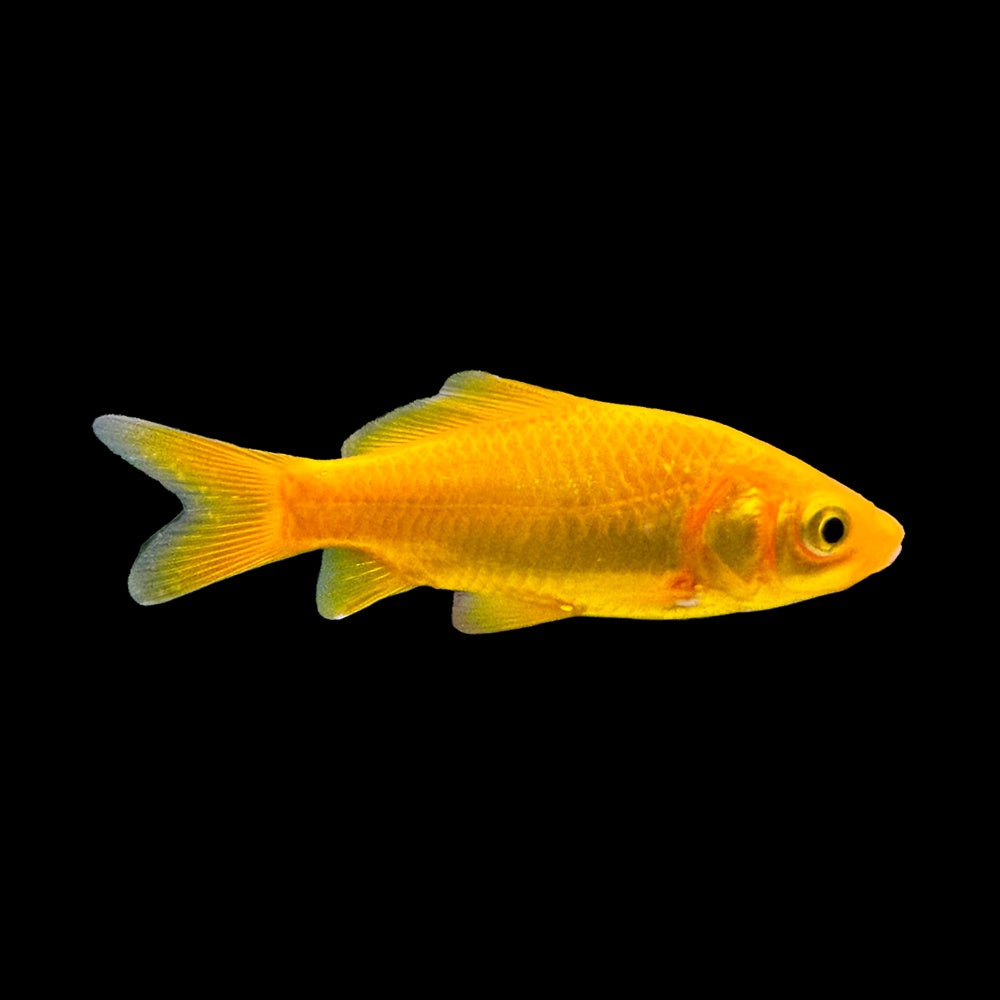 Goldfish Comet Marigold (Carassius Auratus)