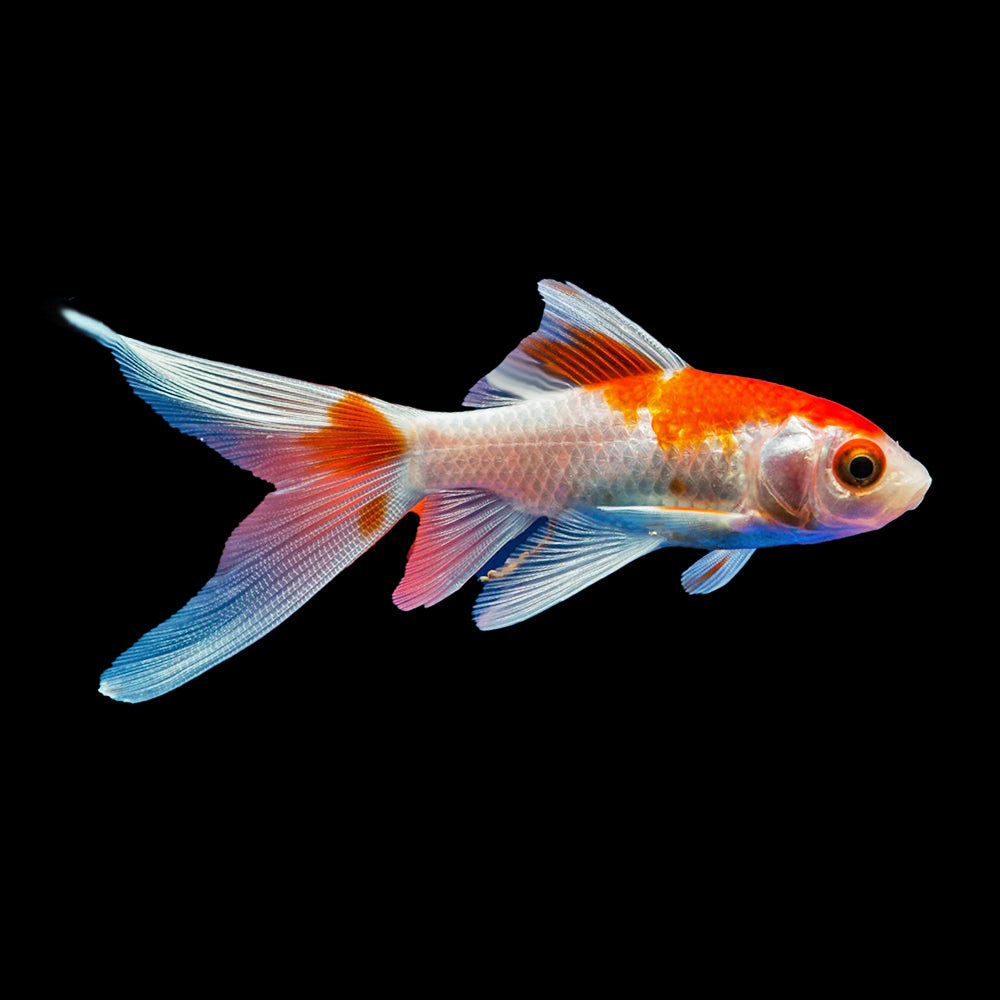 Goldfish Comet Red White (Carassius Auratus) LARGE 10-12cm