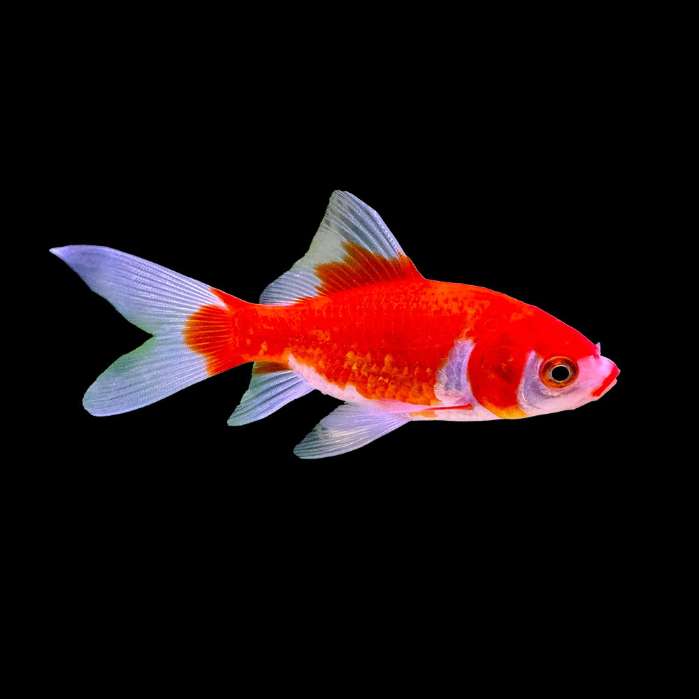 Goldfish Comet Red White (Carassius Auratus) SMALL 5-6cm