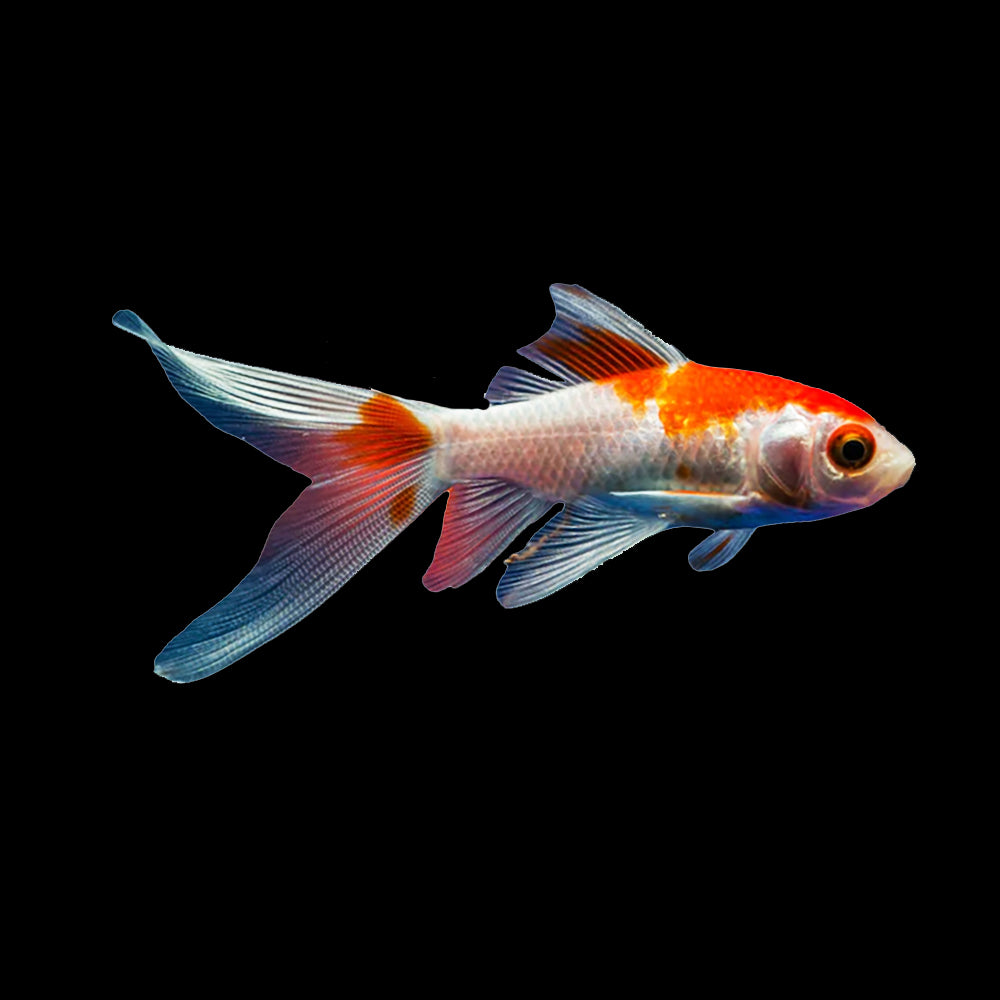 Goldfish Comet Red White (Carassius Auratus)