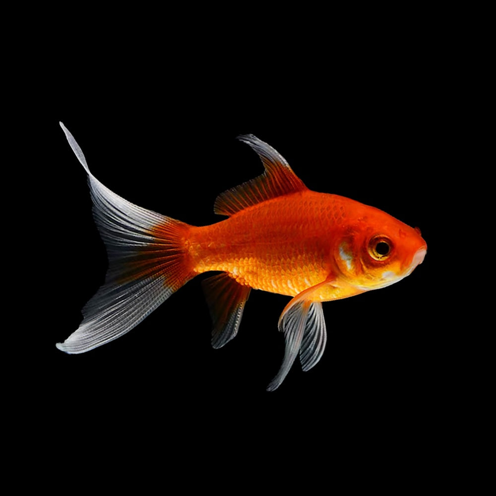 Goldfish Comet Red (Carassius Auratus)