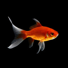 Goldfish Comet Red (Carassius Auratus)