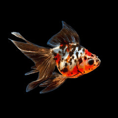 Goldfish Fantail Calico (Carassius Auratus)