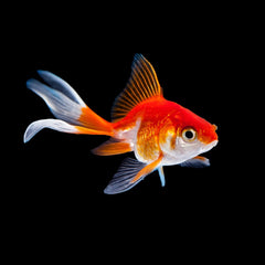 Goldfish Fantail Red White (Carassius Auratus)