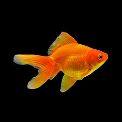 Goldfish Fantail Red (Carassius Auratus)