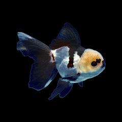 Goldfish Panda (Carassius Auratus)