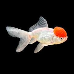 Goldfish Oranda Red Cap (Carassius Auratus)