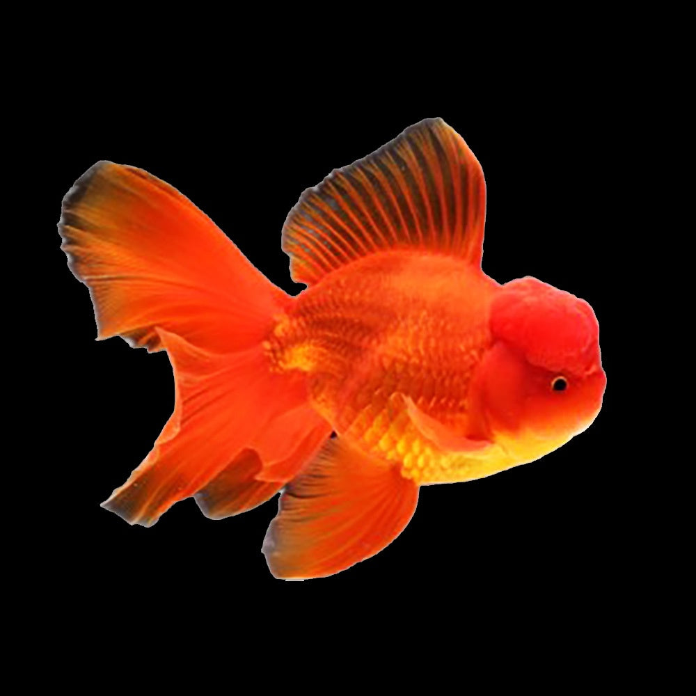 Goldfish Oranda Red (Carassius Auratus)