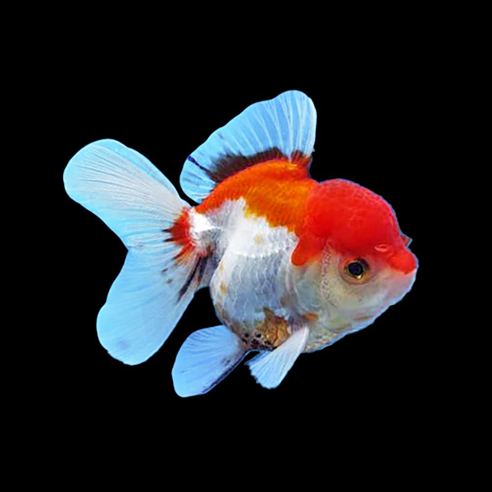 Goldfish Oranda Rosetail Red White 8-10cm (Import A Grade)