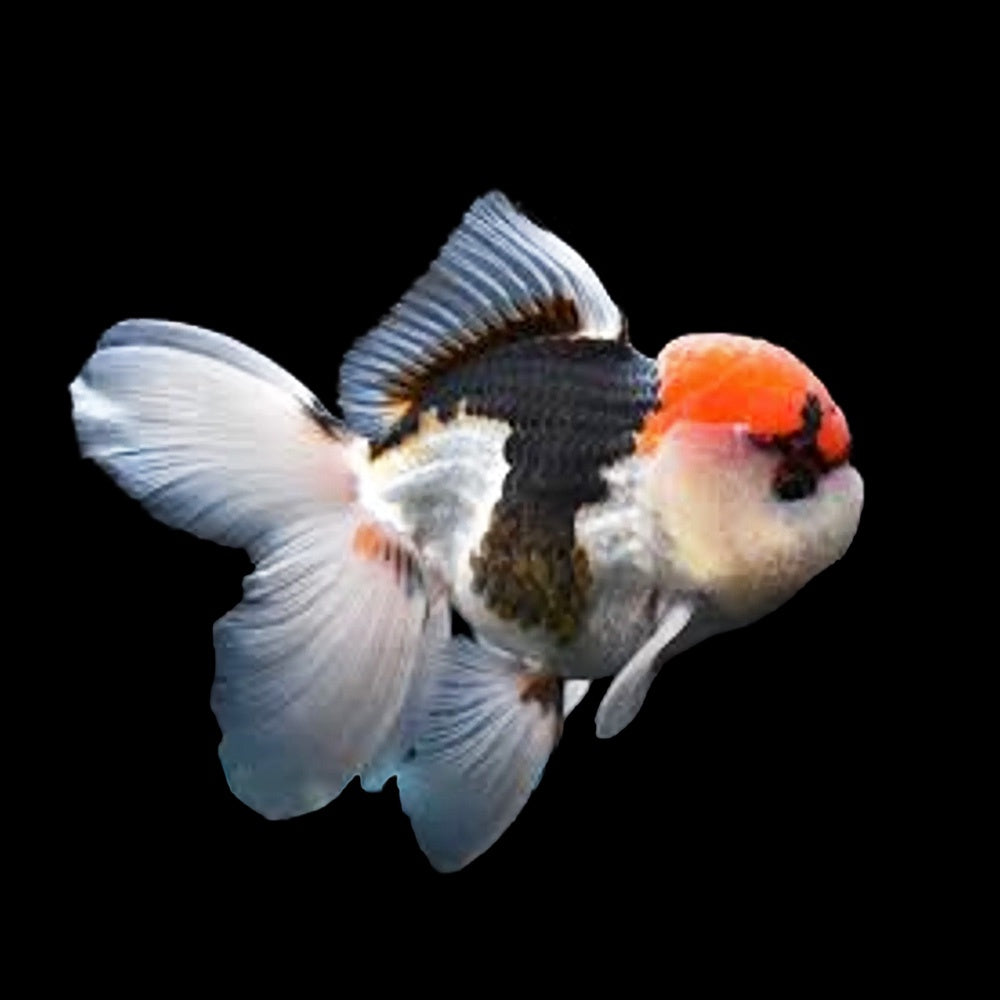 Goldfish Oranda Tri Color (Carassius Auratus)
