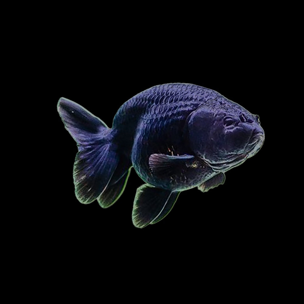 Goldfish Ranchu Black (Carassius Auratus)