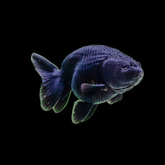 Goldfish Ranchu Black (Carassius Auratus)