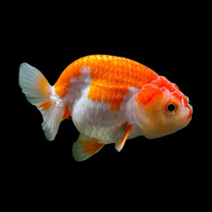 Goldfish Ranchu Red White (Carassius Auratus)