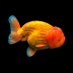 Goldfish Ranchu Red (Carassius Auratus)