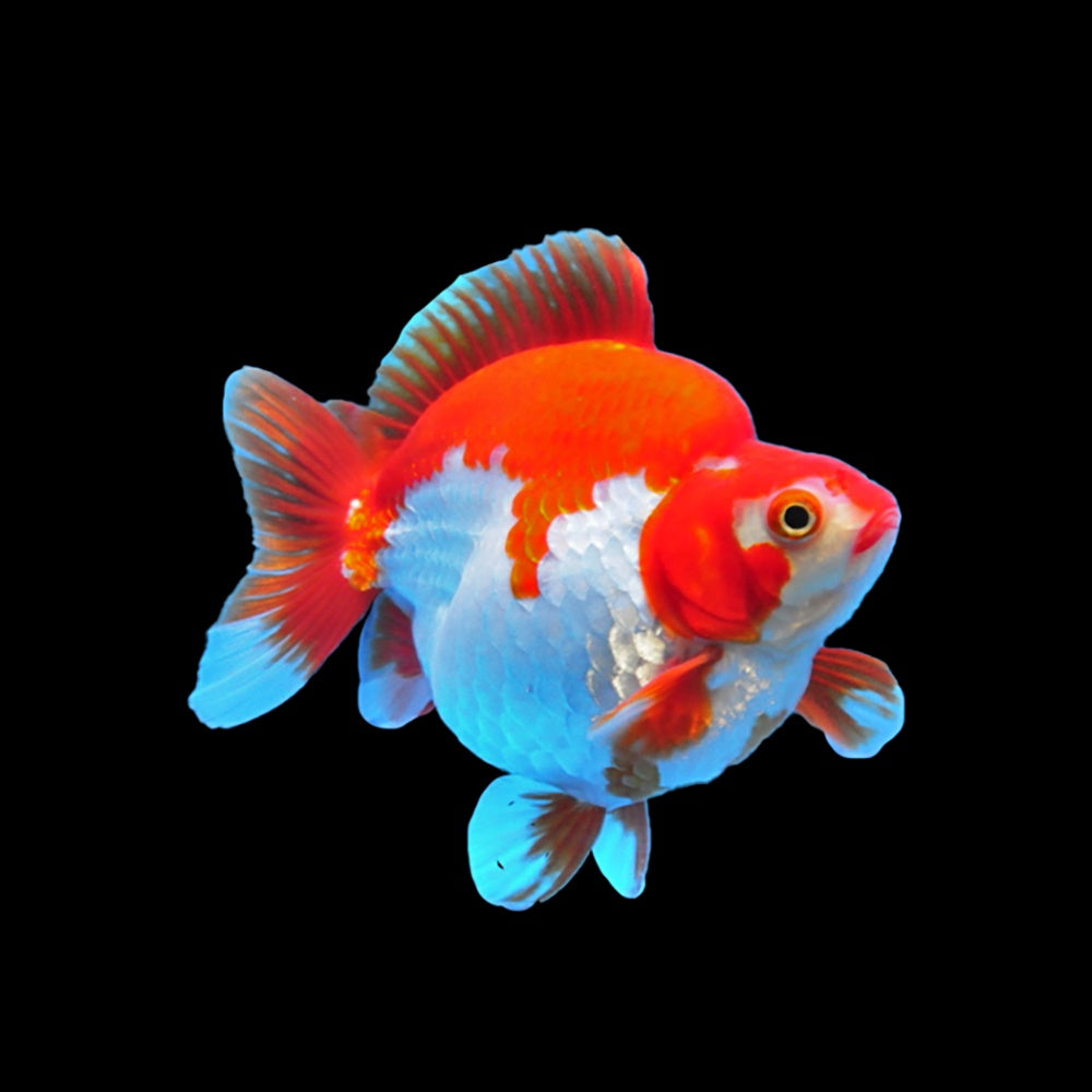 Goldfish Ryukin