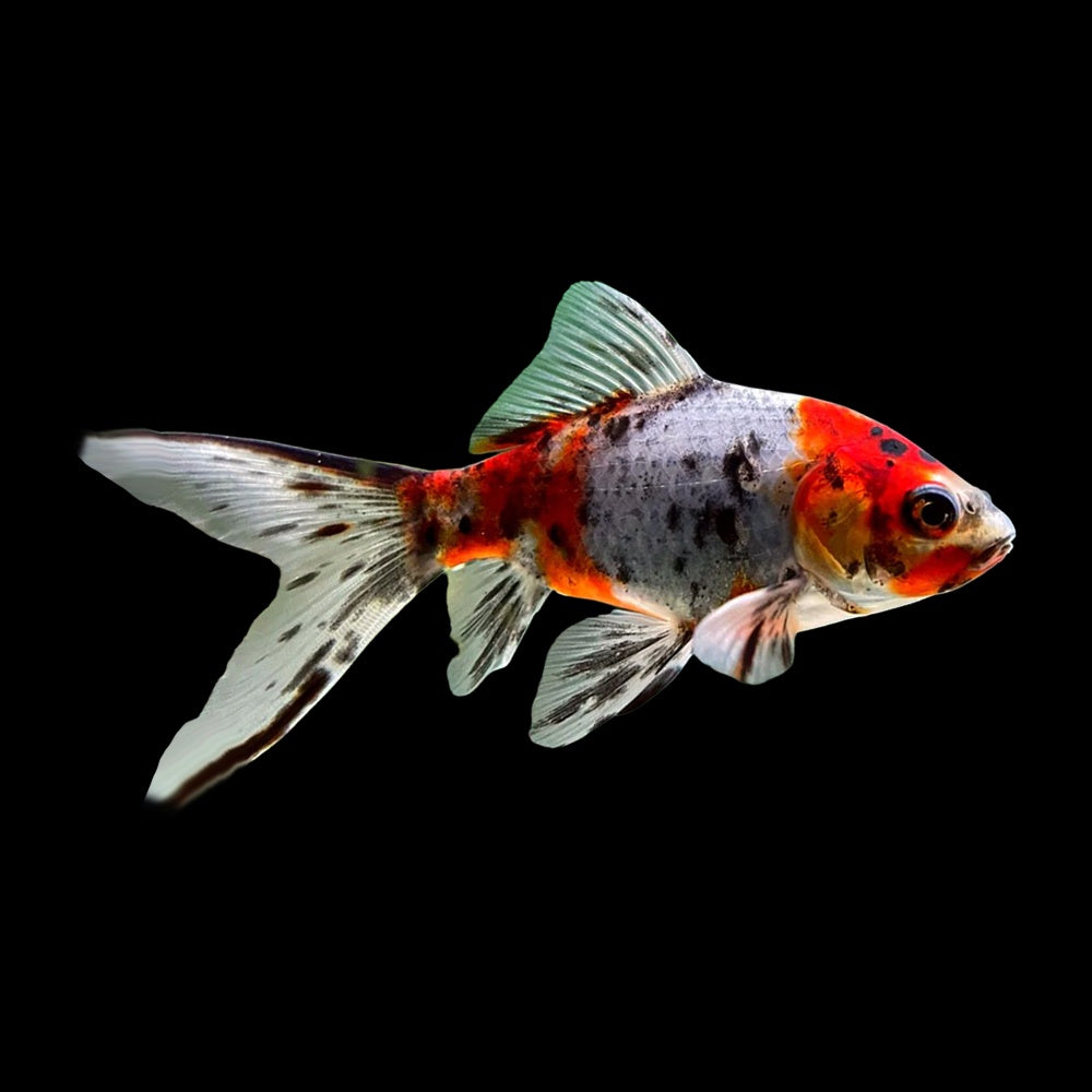 Goldfish Shubunkin (Carassius Auratus)