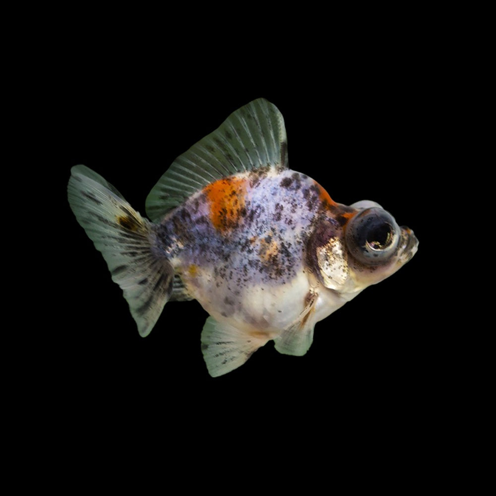 Goldfish Telescope