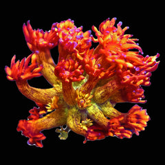 Goniopora Amazeball