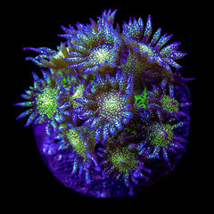 Goniopora Blue Glitter