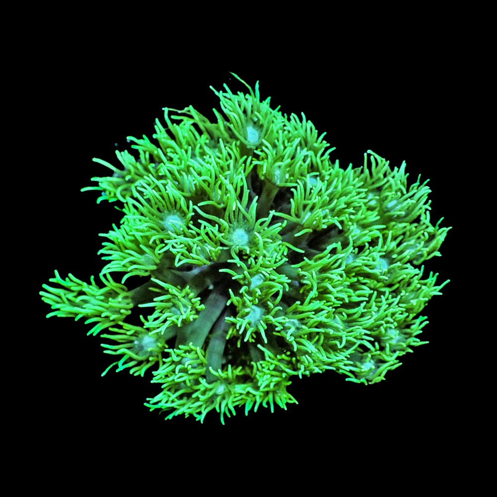 Goniopora Green