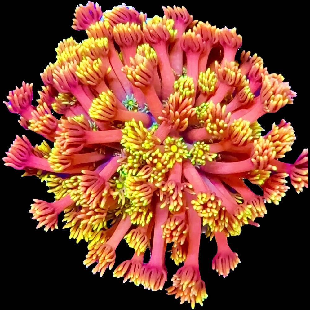 Goniopora Inferno