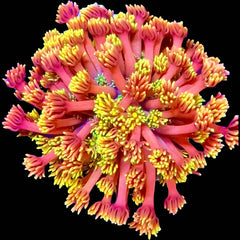 Goniopora Inferno