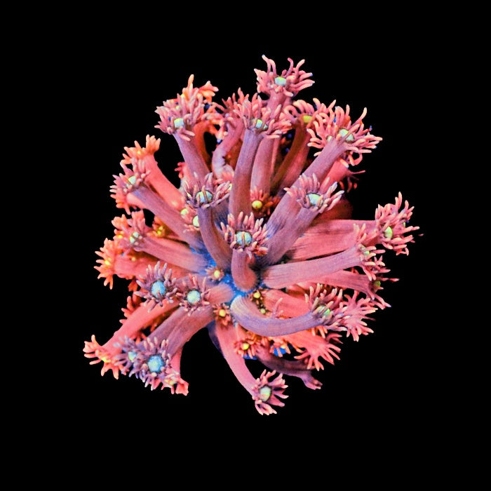 Goniapora Pink
