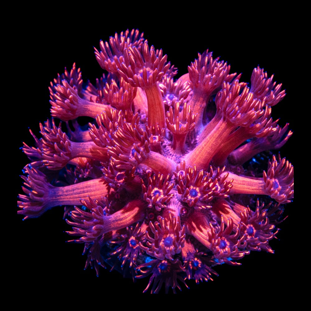Goniopora Red Blue Center