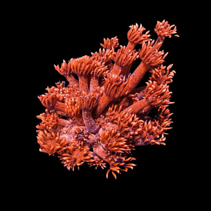 Goniopora Red