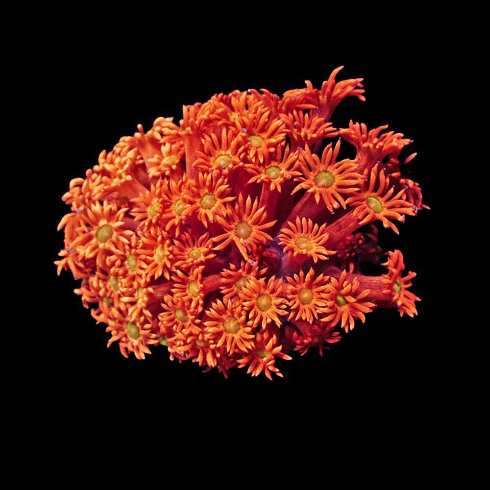 Goniopora Red Yellow Mouth