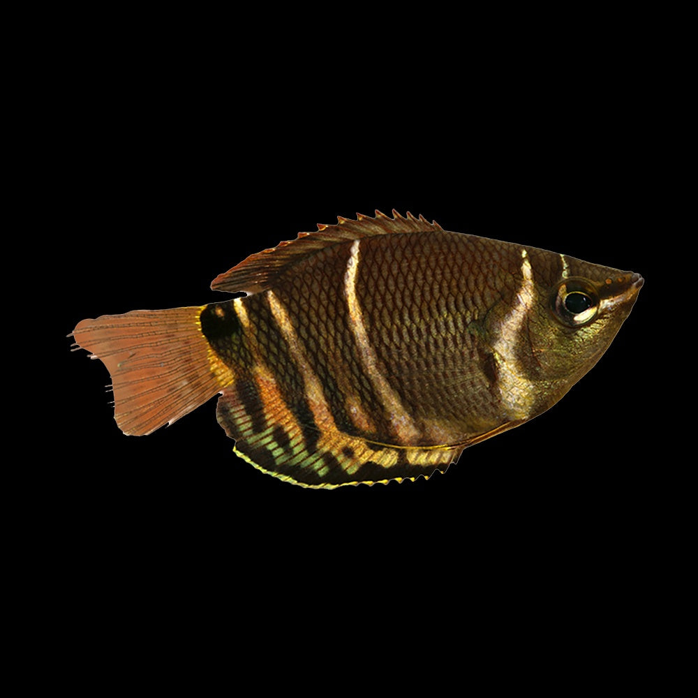 Gourami Chocolate (Sphaerichthys Osphromenoides)