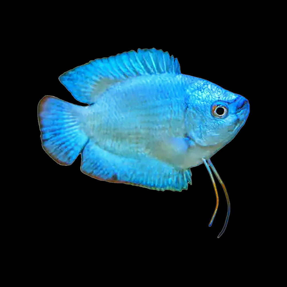 Gourami Dwarf Blue Coral (Trichogaster Lalius)