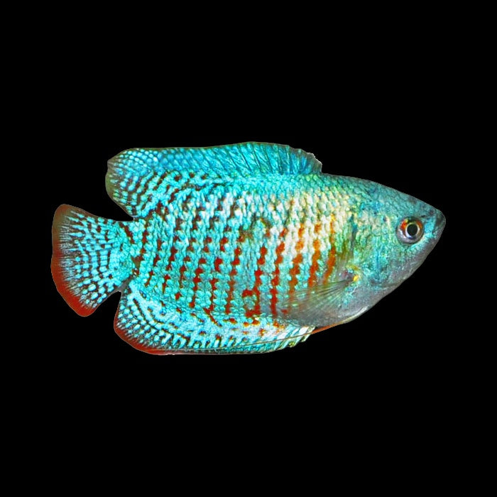 Gourami Dwarf Neon Blue Male (Trichogaster Lalius)