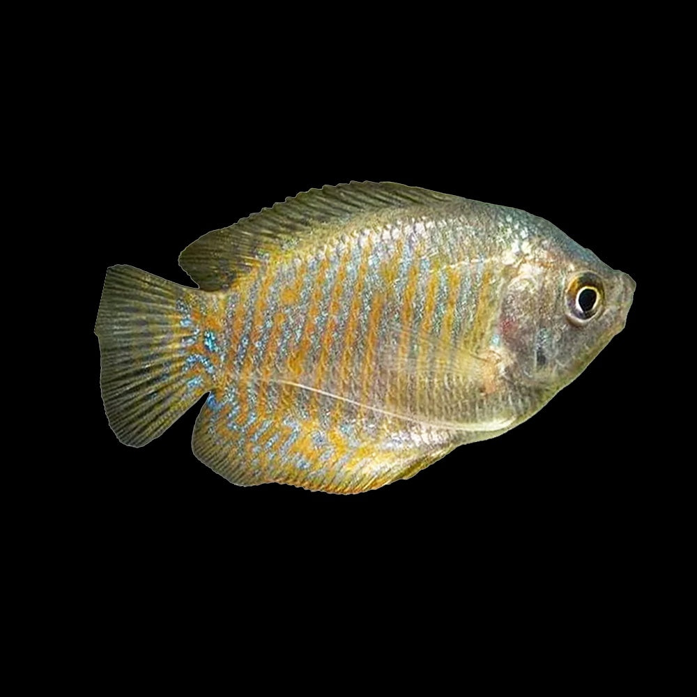 Gourami Dwarf Female (Trichogaster Lalius)