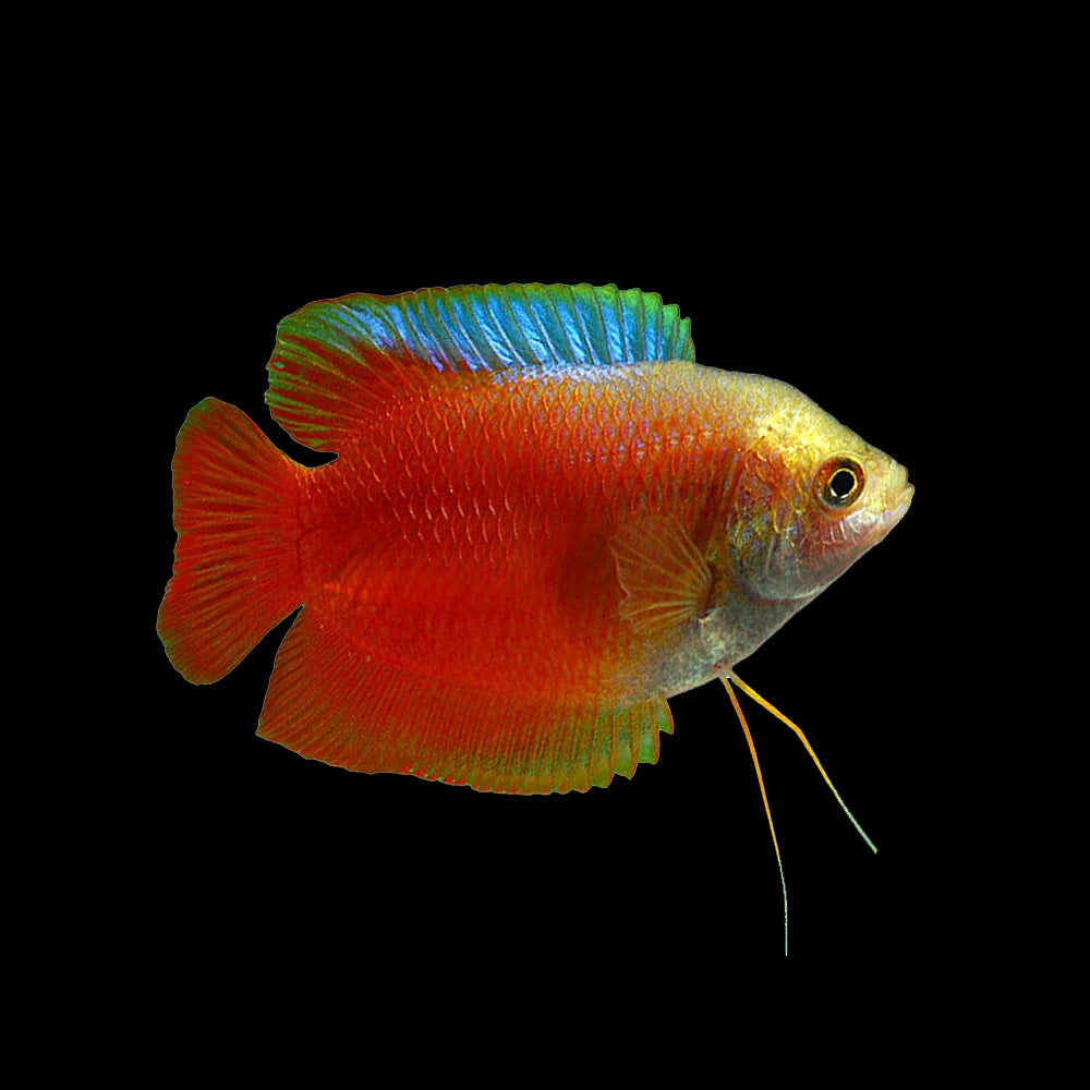 Gourami Dwarf Flame (Trichogaster Lalius)
