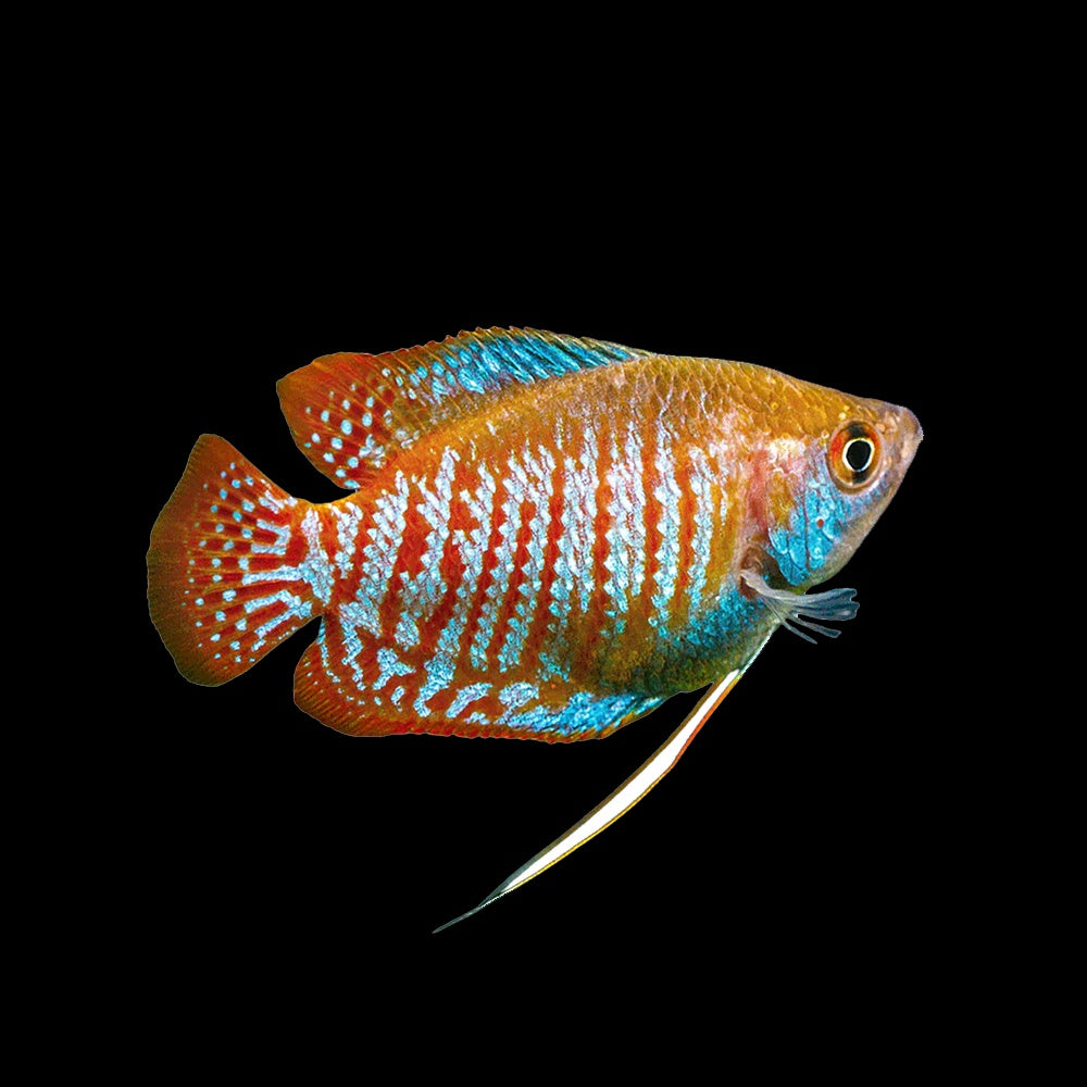 Gourami Dwarf Neon Male (Trichogaster Lalius)