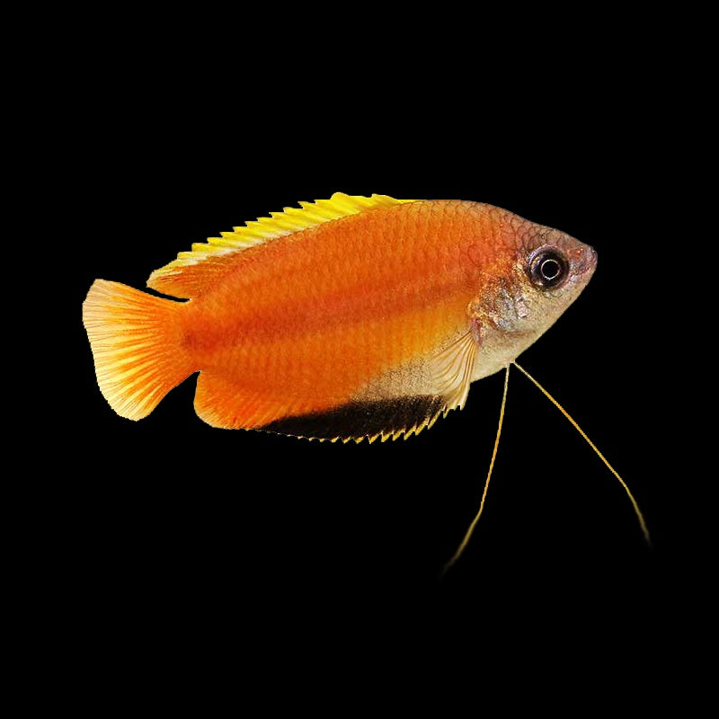 Gourami Honey Gold (Trichogaster Chuna)