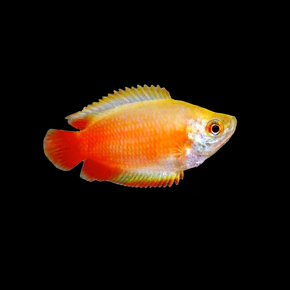 Gourami Honey Red Tail Golden (Trichogaster Chuna)