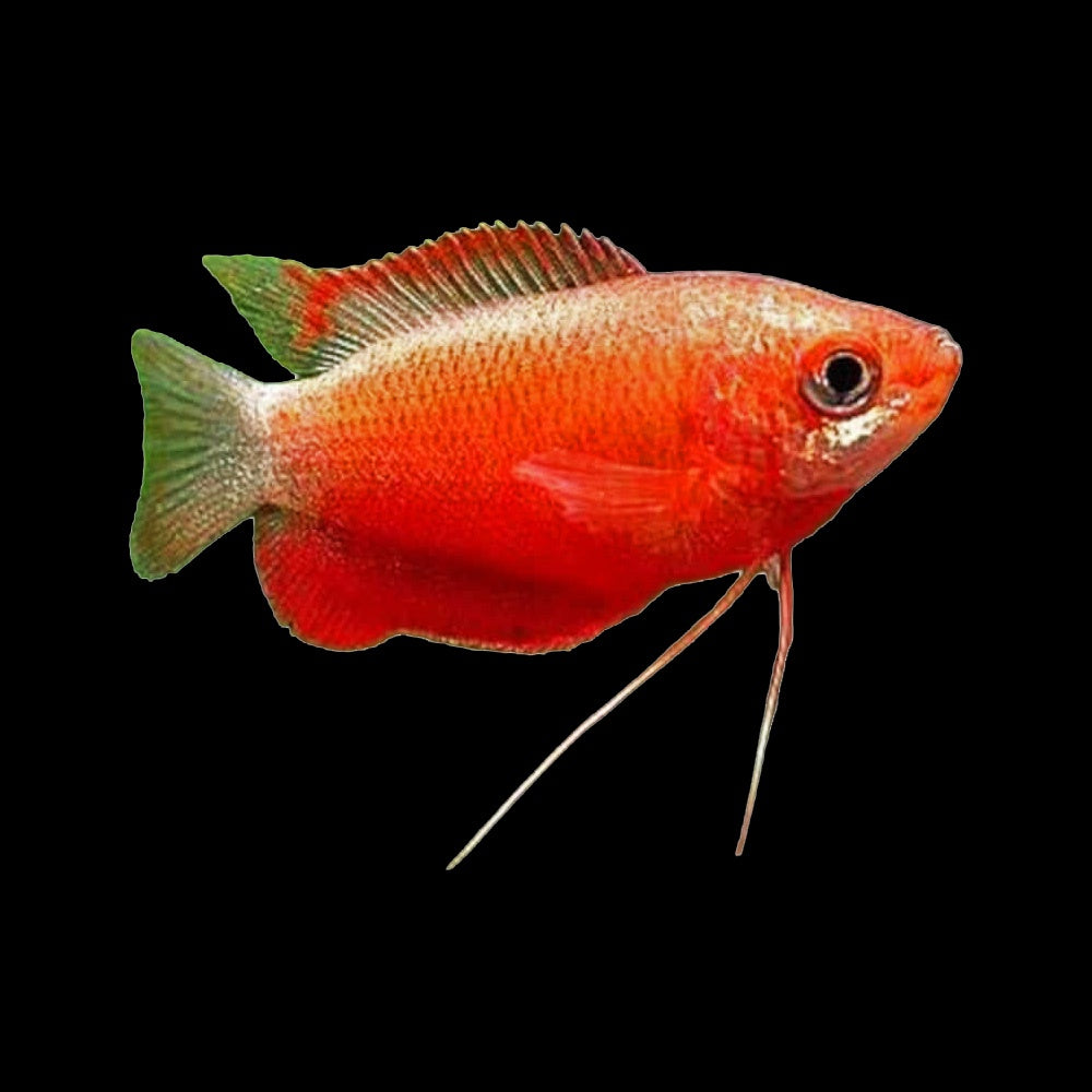 Gourami Honey Red (Trichogaster Chuna)