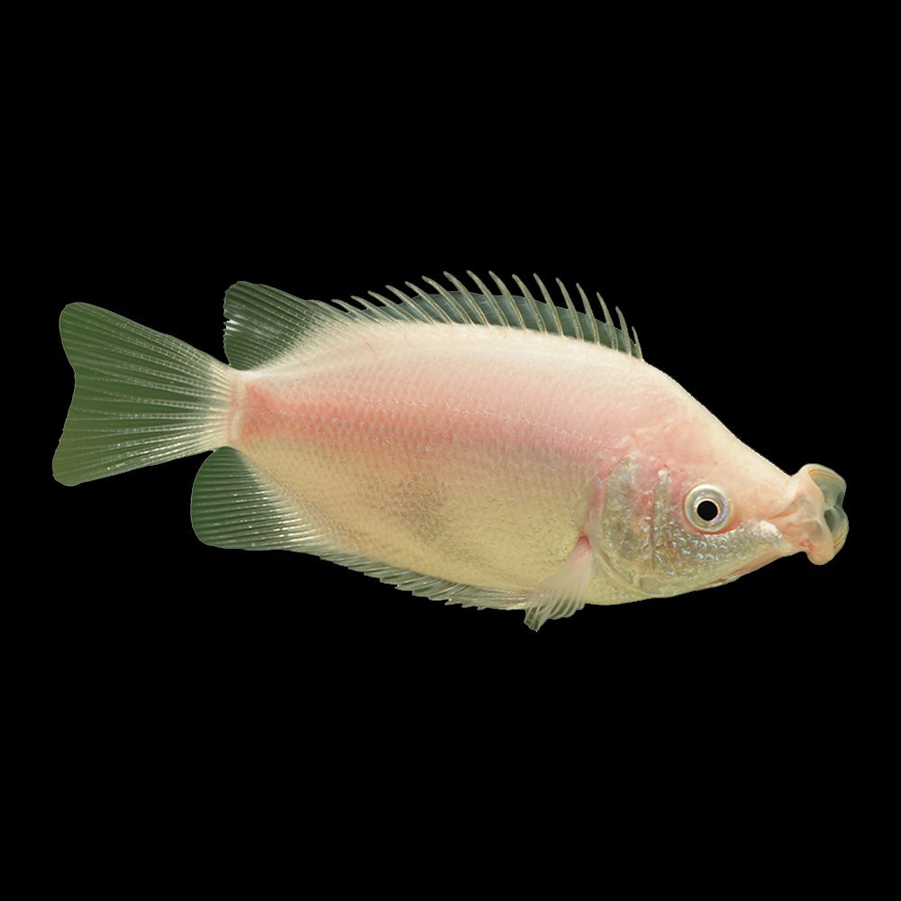 Gourami Three Spot Kissing (Helostoma Temminckii)