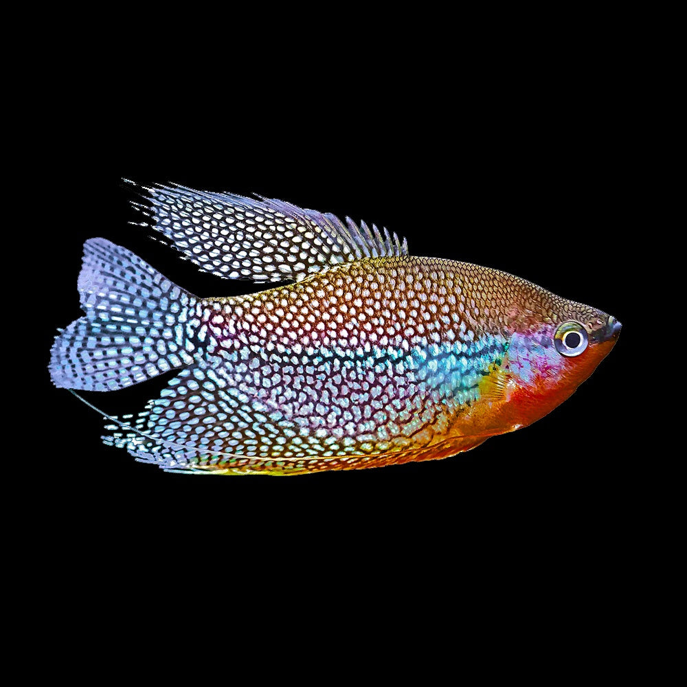 Gourami Lace Pearl  (Trichopodus Leerii)