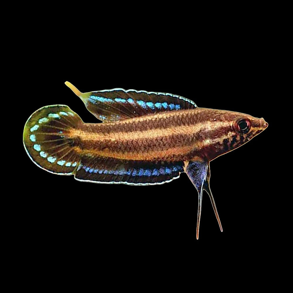 Gourami Licorice (Parosphromenus Deissneri)