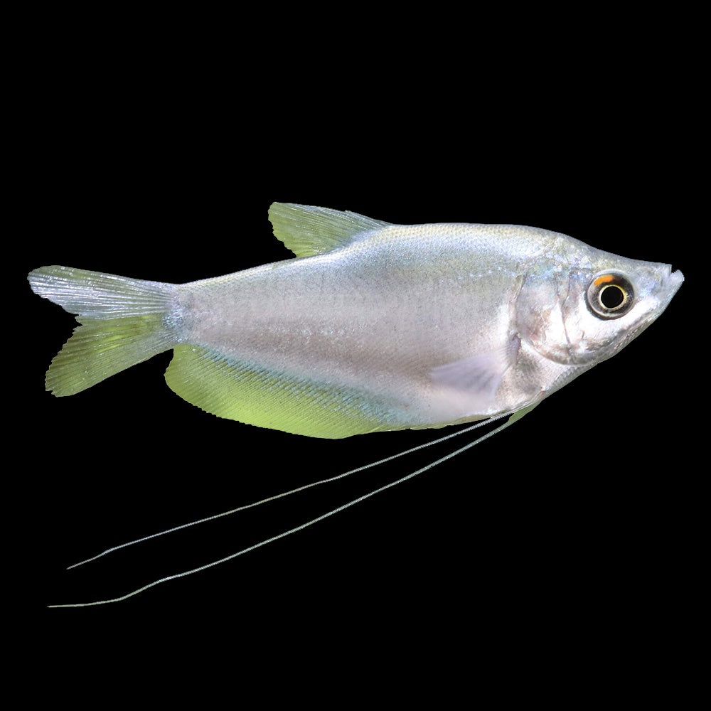 Gourami Moonlight (Trichopodus Microlepis)