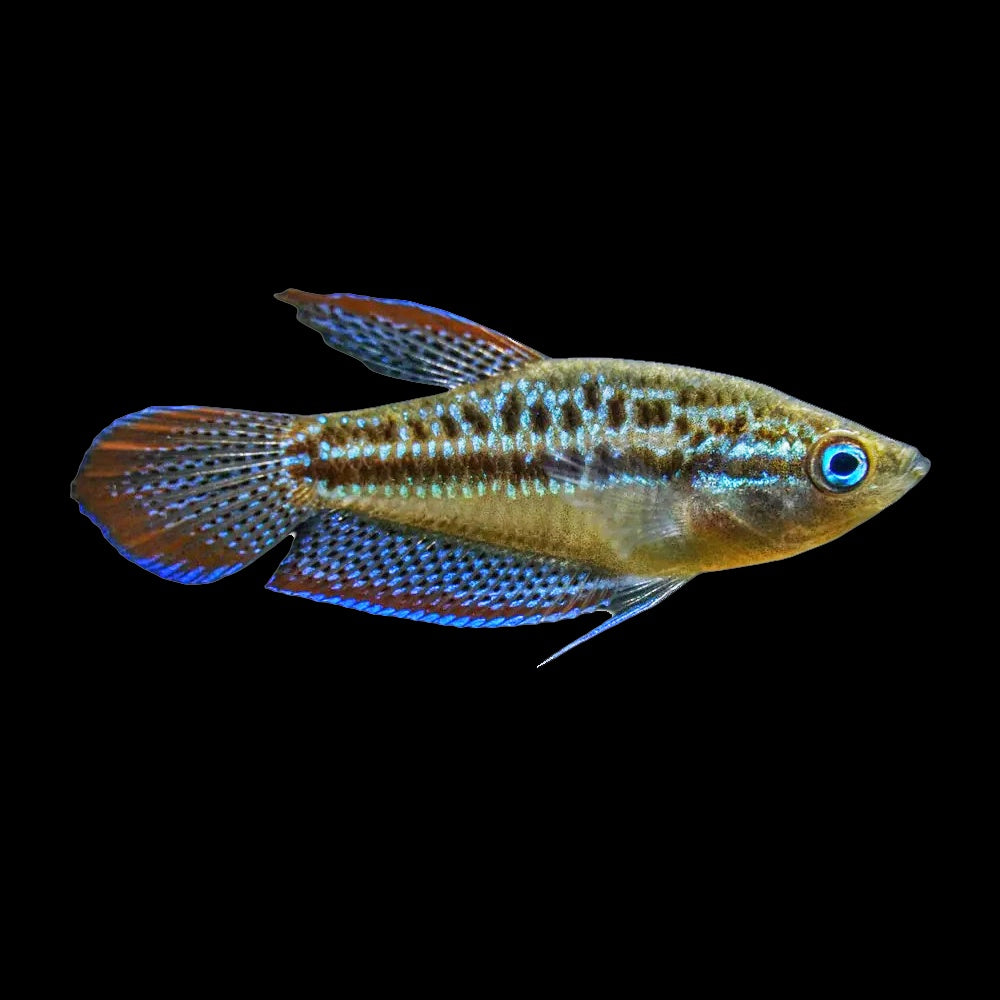 Gourami Sparkling (Trichopsis Pumila)