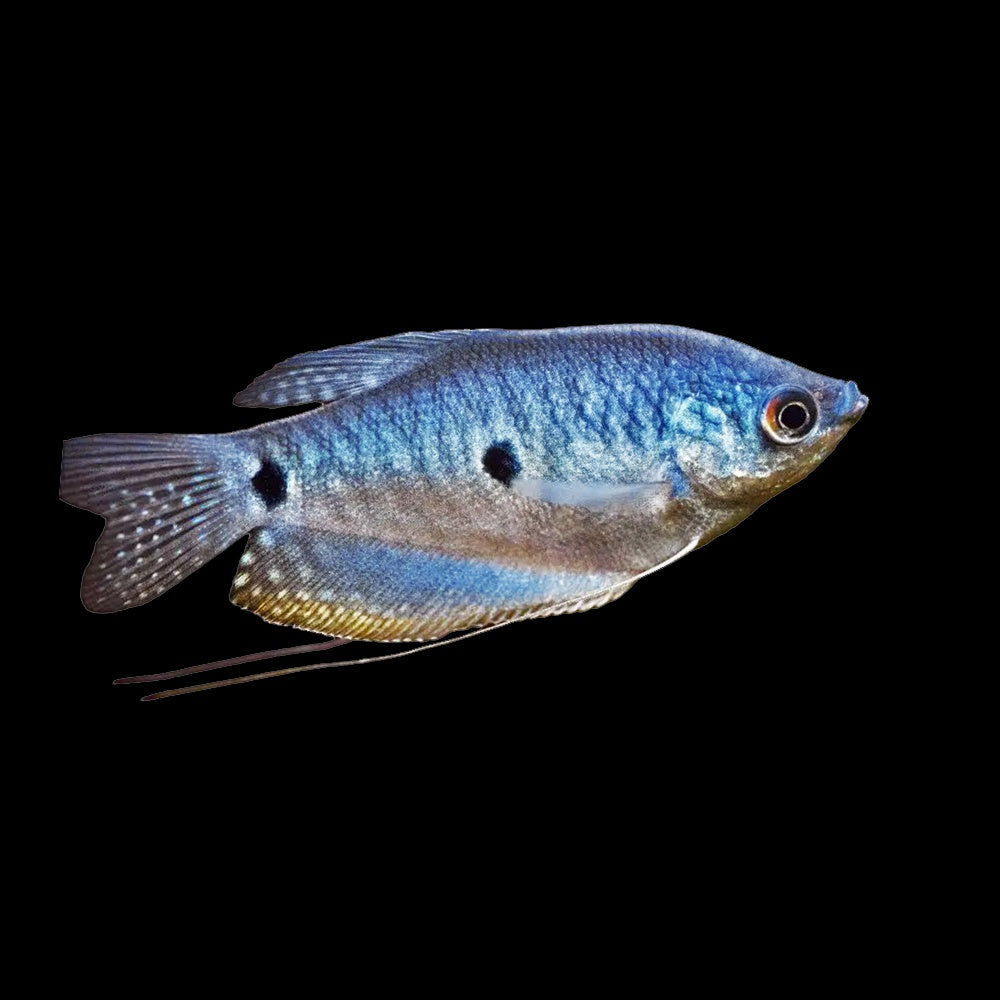 Gourami Three Spot Blue  (Trichopodus Trichopterus)