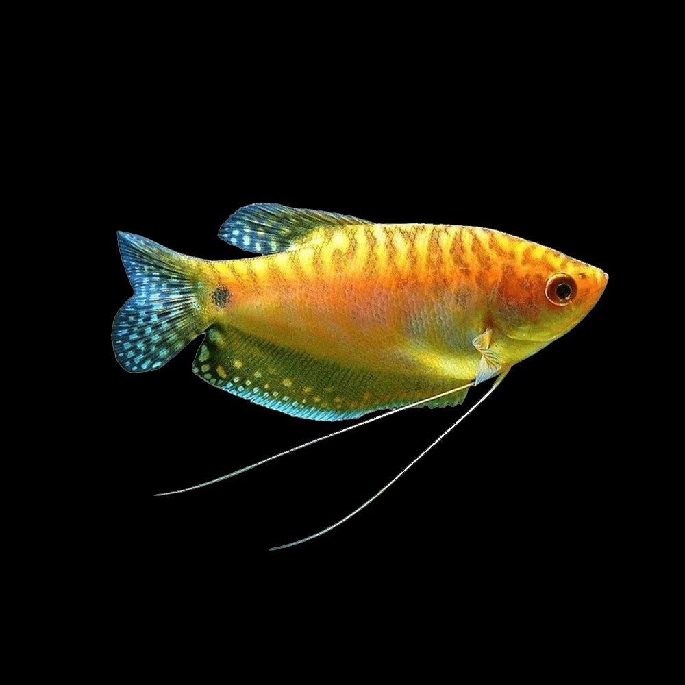 Gourami Three Spot Gold  (Trichopodus Trichopterus)
