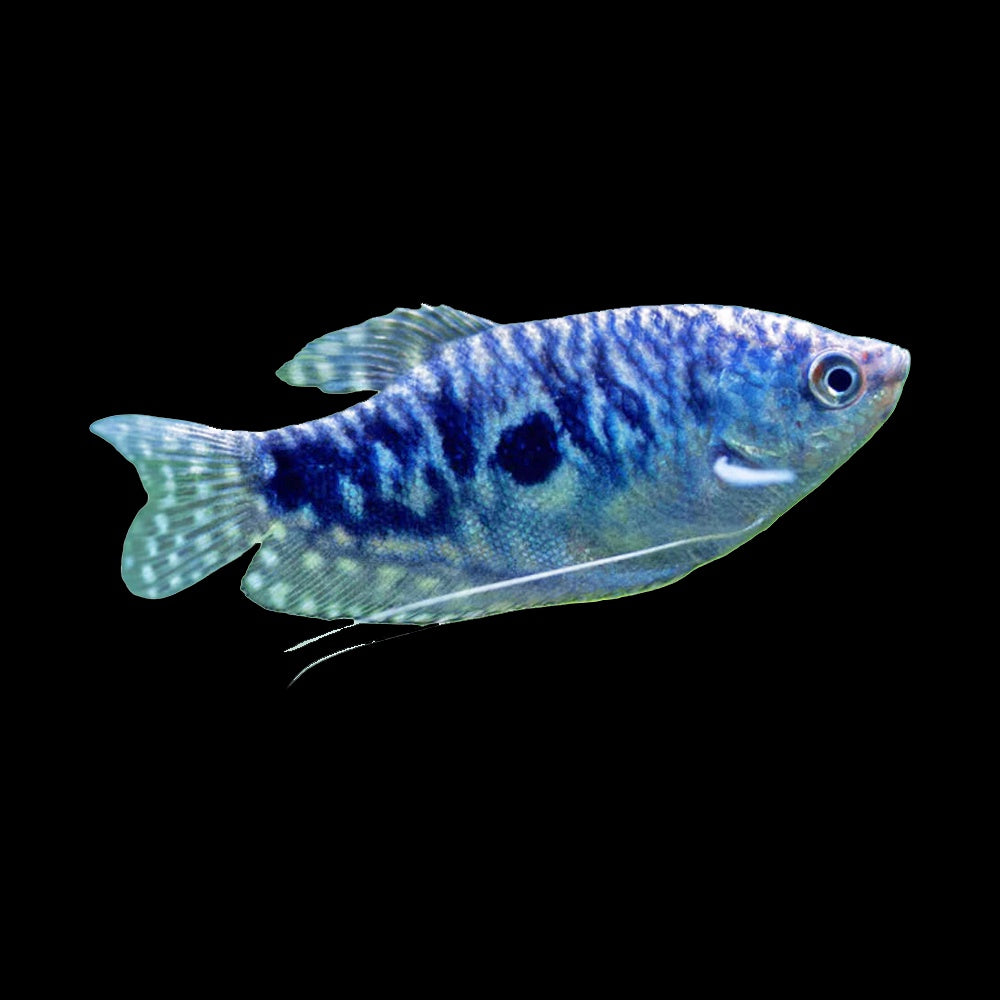 Gourami Three Spot Opaline  (Trichopodus Trichopterus)