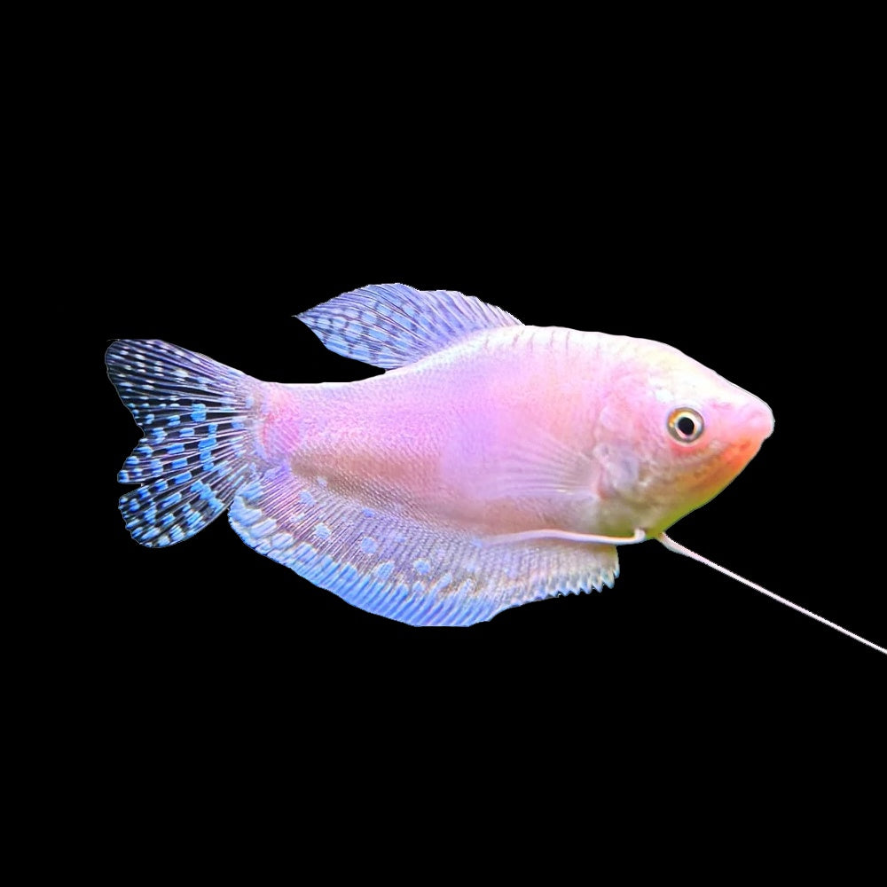 Gourami Three Spot Platinum (Trichopodus Trichopterus)